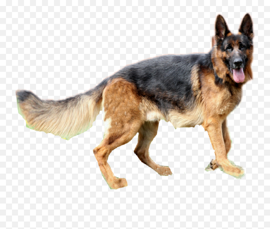 Dog Clipart German Shepherd Picture - Good Drawings Of German Shepherds Emoji,German Shepherd Clipart