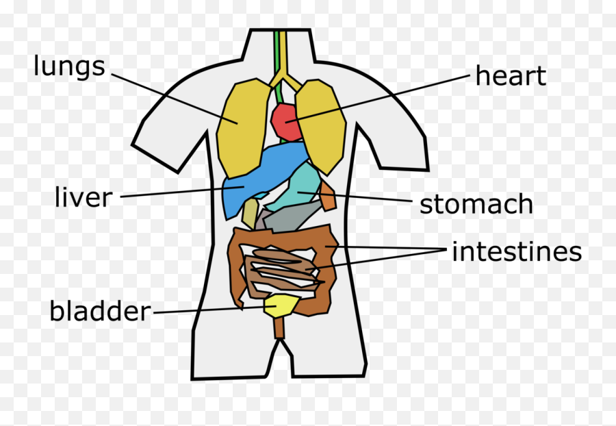 Human Behavior Angle Organ Png Clipart - Vector Human Organ Png Emoji,Liver Clipart