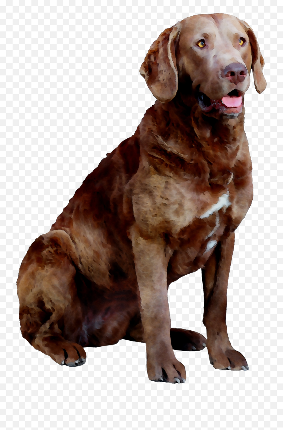 Download Labrador Hunting Chesapeake - Chesapeake Dog Png Emoji,Labrador Clipart