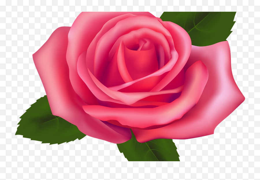 19 Roses Clip Black And White Garden Rose Huge Freebie Emoji,White Roses Png