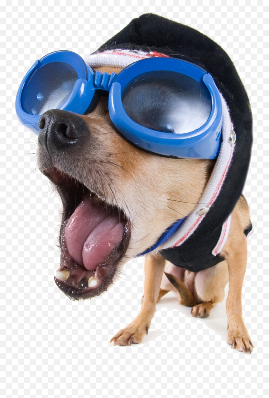 Download Funny Vector Dog Stockxchng Video High - Definition Emoji,Funny Png Images