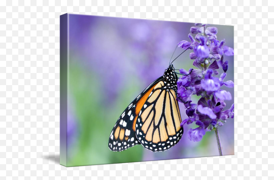 Monarch Butterfly And Purple Flowers By Oscar Gutierrez Emoji,Monarch Butterfly Transparent Background