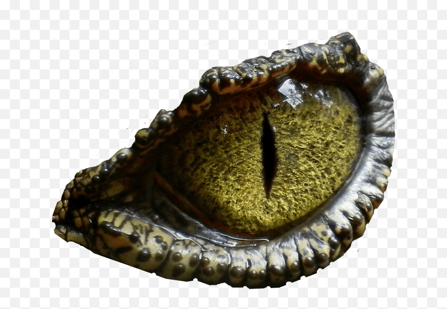 Dinosaur Eye No Background Image Create - Dinosaur Eyes Png Emoji,Eye Transparent
