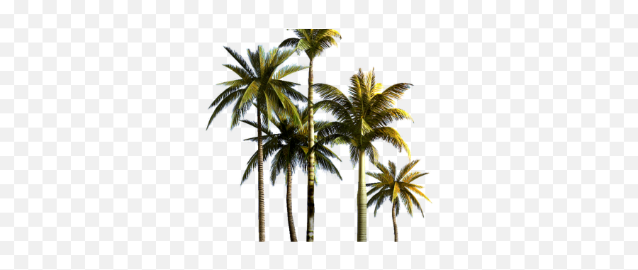 Jungle Clipart Palm Tree Jungle Palm Tree Transparent Palm Emoji,Palm Tree Transparent