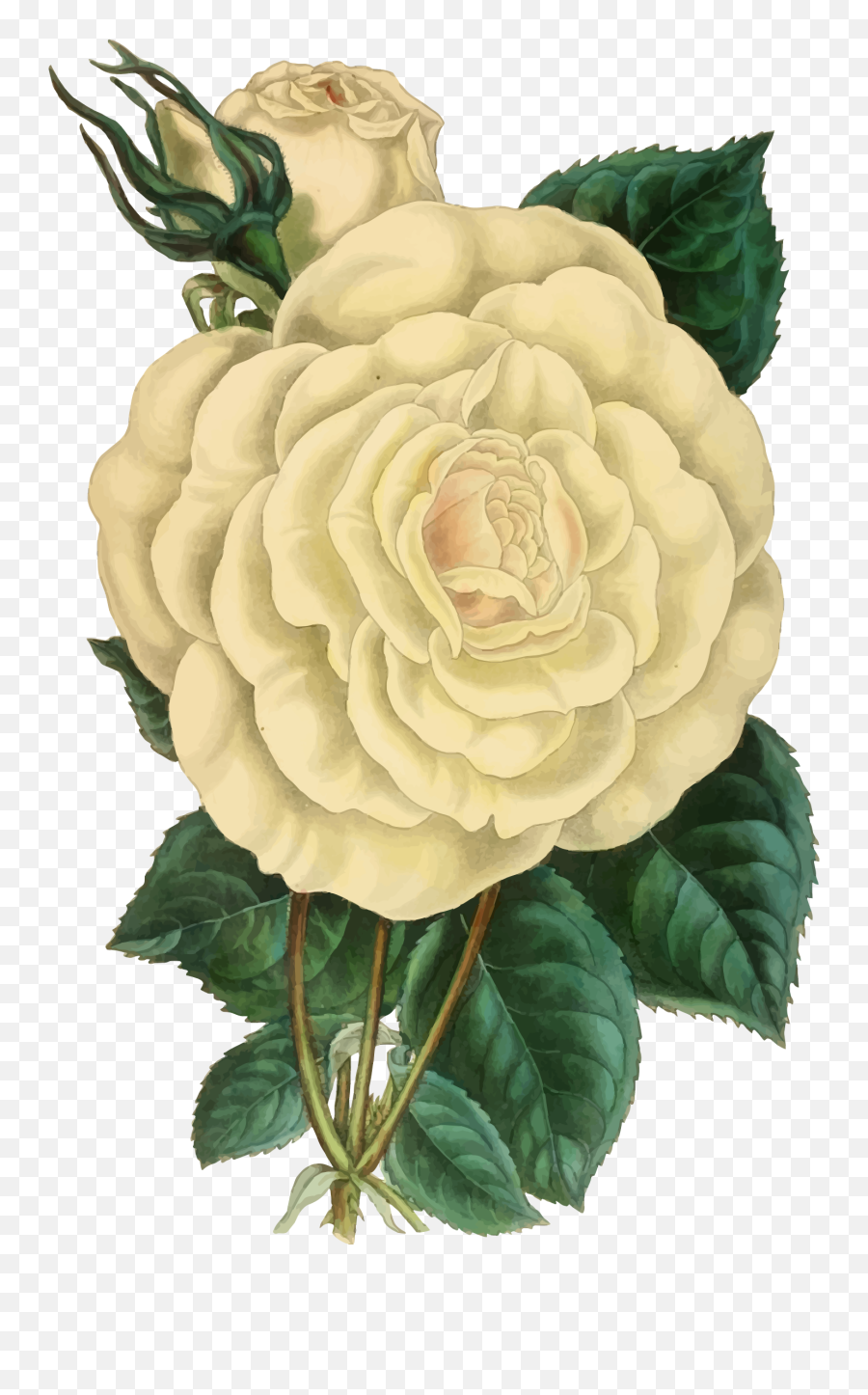 White Flower Clipart Antique - Vintage Flower Illustration Transparent Vintage Flowers Illustration Emoji,White Flowers Png