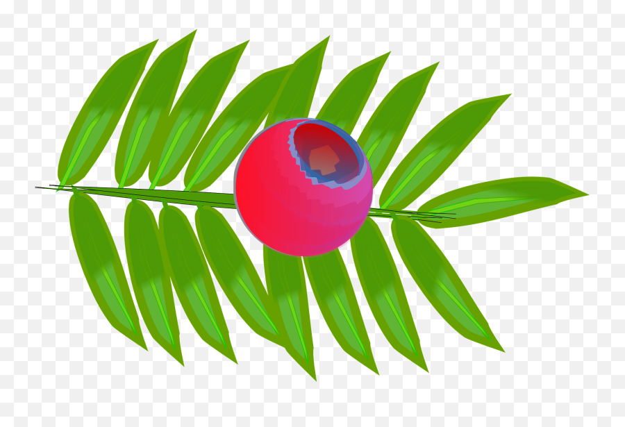 European Yew Taxus Baccata Clipart Free Download - Fresh Emoji,Holly Leaves Clipart