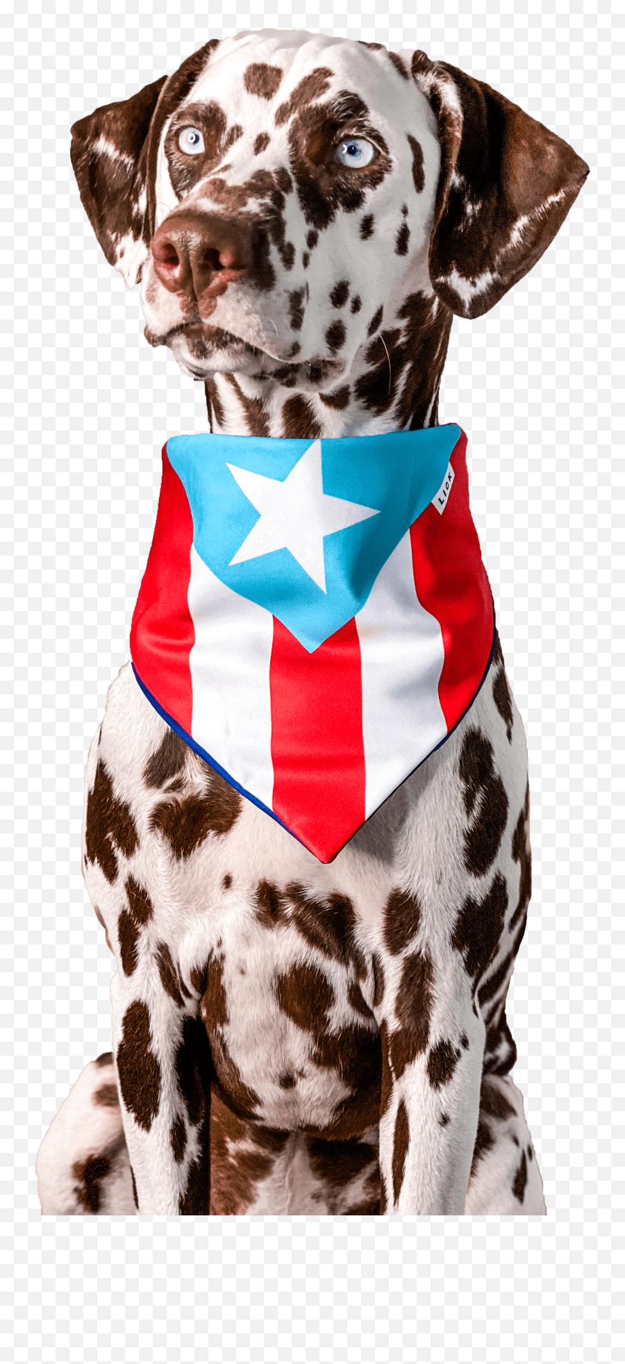 Lick - Dog Puerto Rican Clothes Emoji,Puerto Rican Flag Png