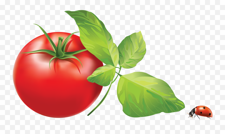 Tomato Png - Transparent Background Full Hd Tomato Png Emoji,Vegetables Clipart