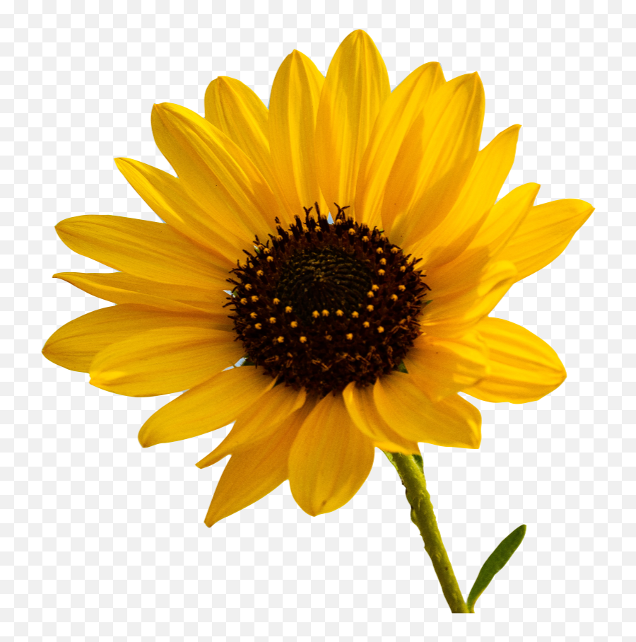 Yellow Flower Transparent Png Image - Sunflower White Background Emoji,Yellow Flower Transparent