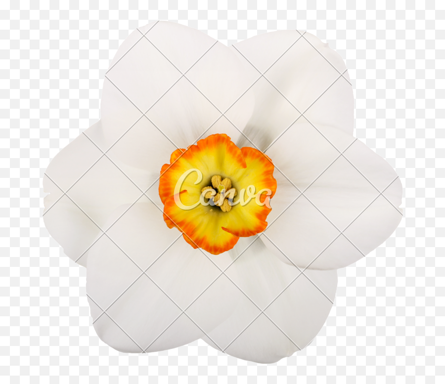 Daffodil Clipart Petal Daffodil Petal Transparent Free For - Small White Single Flowers Emoji,Daffodil Clipart