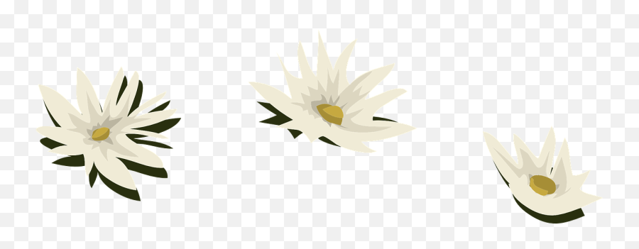 Water Lily White Flowers Lilies Png Picpng - Daisy Family Emoji,White Flowers Png