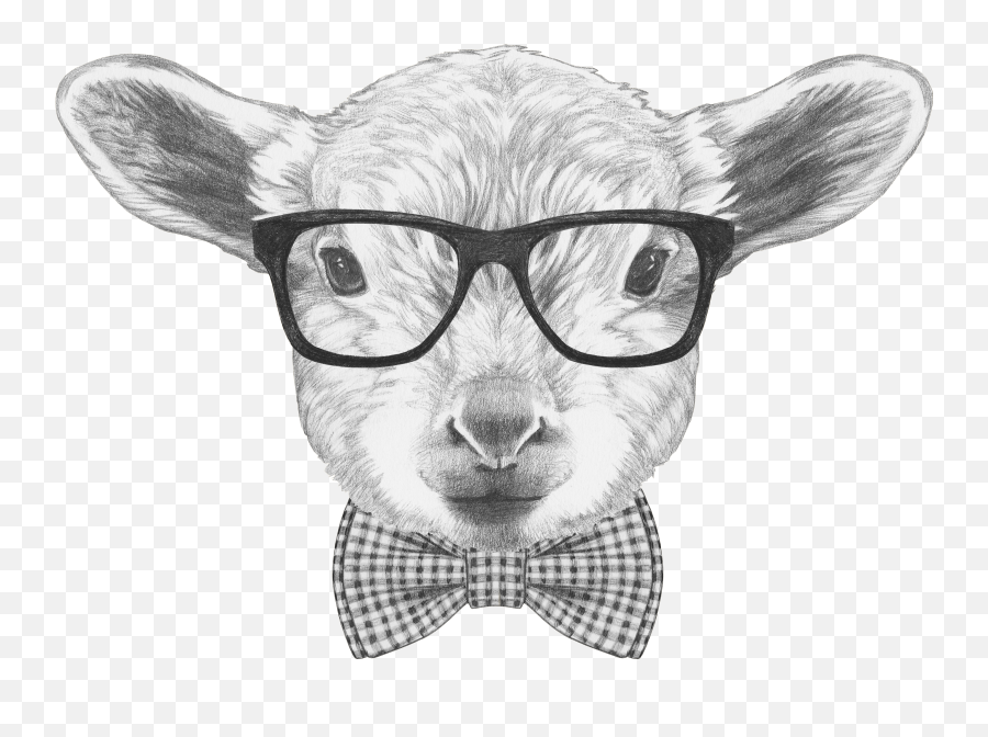 Our Little Lambs - Lamb With Sunglasses Transparent Cordero Dibujo A Lapiz Emoji,Baby Lamb Clipart