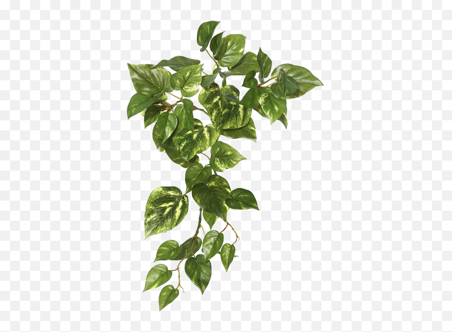 Download Images Ivy Hanging Download Hq Hq Png Image Emoji,Hanging Of The Greens Clipart