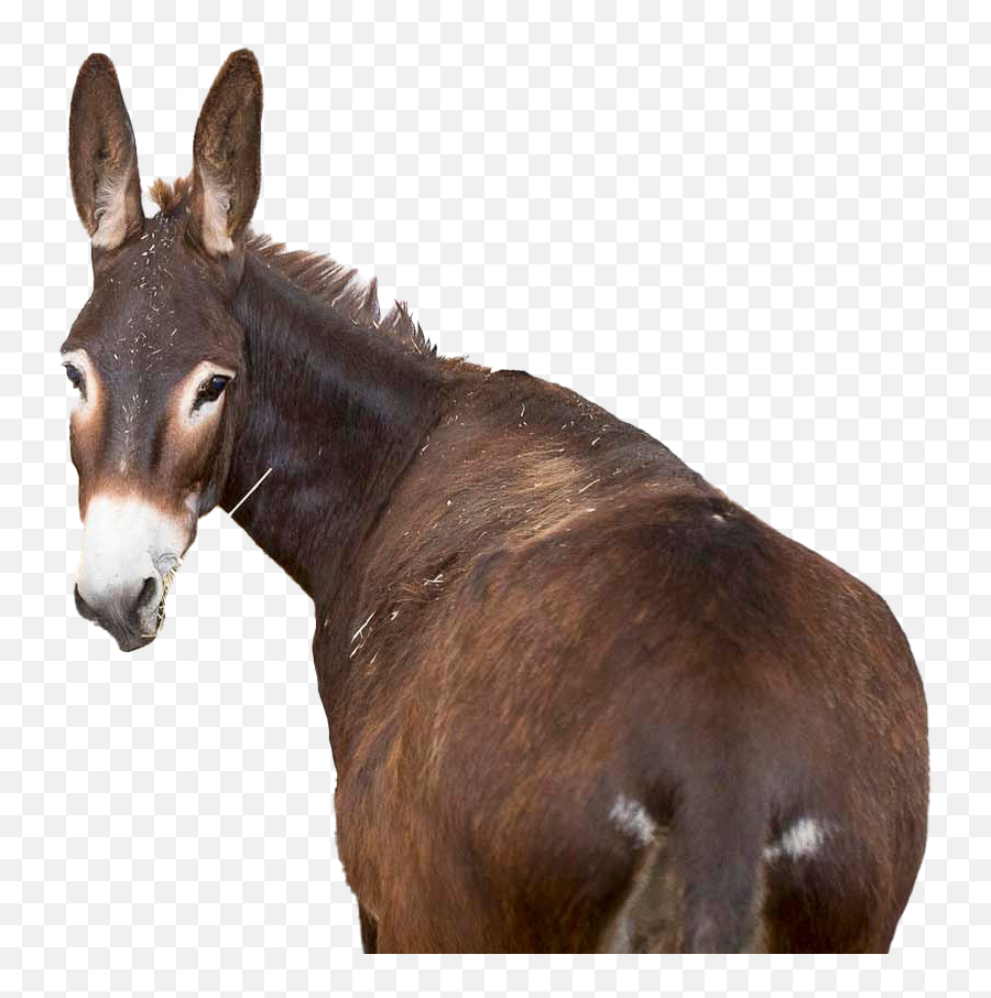 Donkey Png Clipart - Mule Emoji,Donkey Clipart