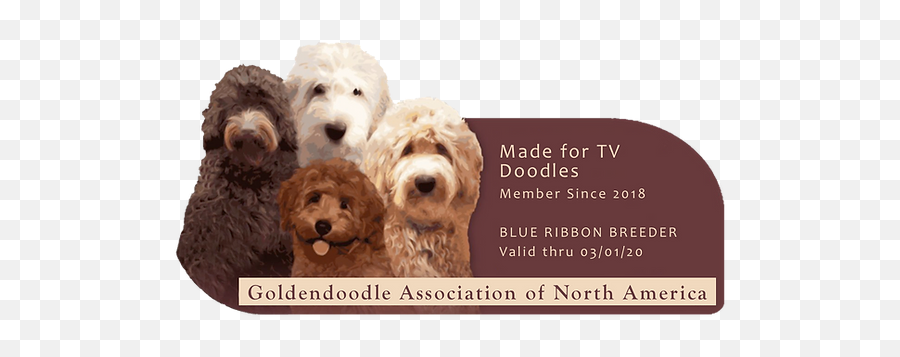 Goldendoodles Dallas Made For Tv Doodles Emoji,Transparent Doodles