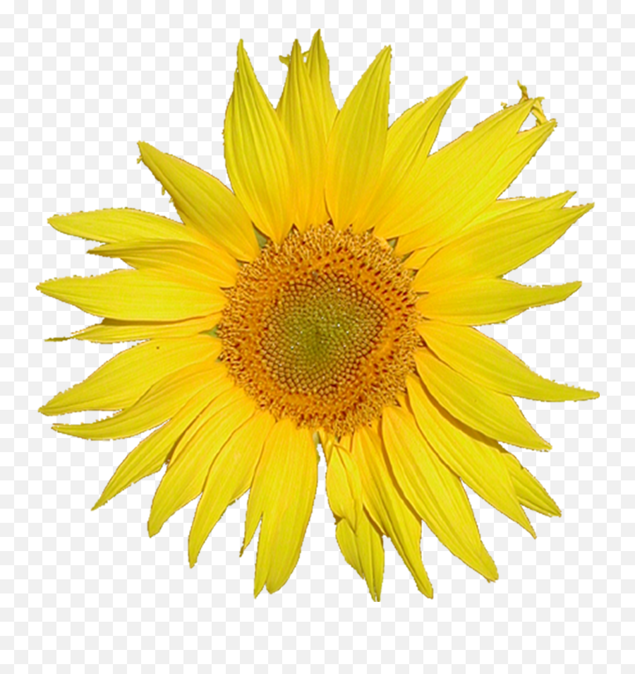 Mediawiki Logo 3x From Tournesol - Suraj Mukhi Flower Png Emoji,Sunflower Png