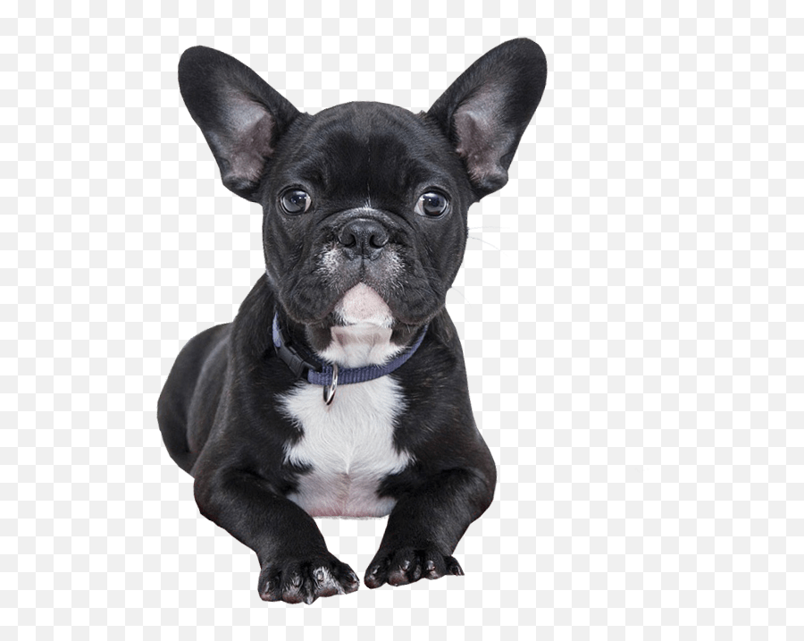 Dog Icon Transparent - French Bulldog Transparent Background Emoji,Dog Transparent