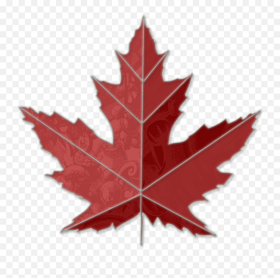 Images Of Maple Leaves - Chinar Leaf Logo Png Emoji,Maple Leaf Clipart