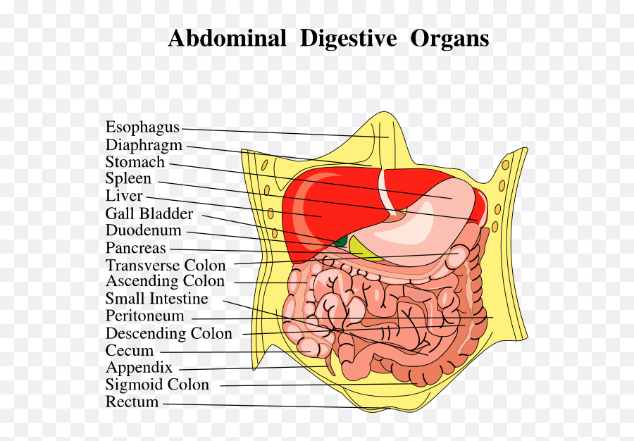 Digestive Organs Medical Diagram Clip - Organe Burta Emoji,Liver Clipart