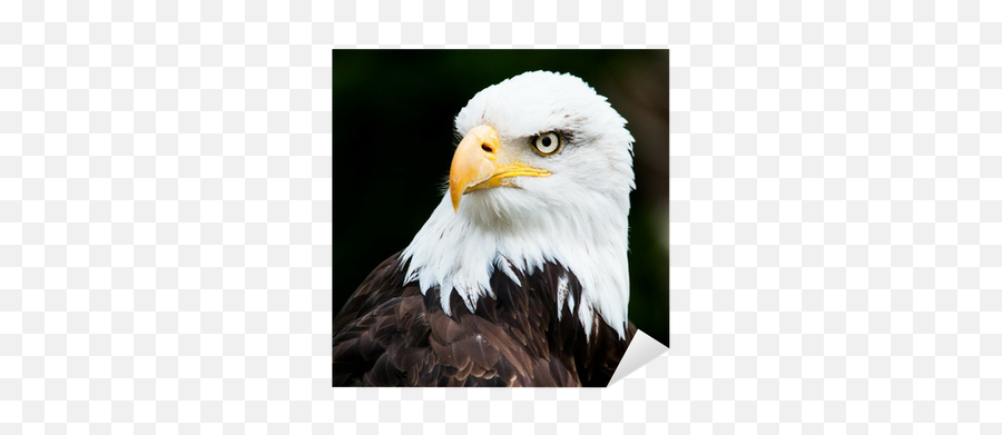 Portrait Of A Bald Eagle Sticker U2022 Pixers - We Live To Change Eagle Face Emoji,Bald Eagle Png
