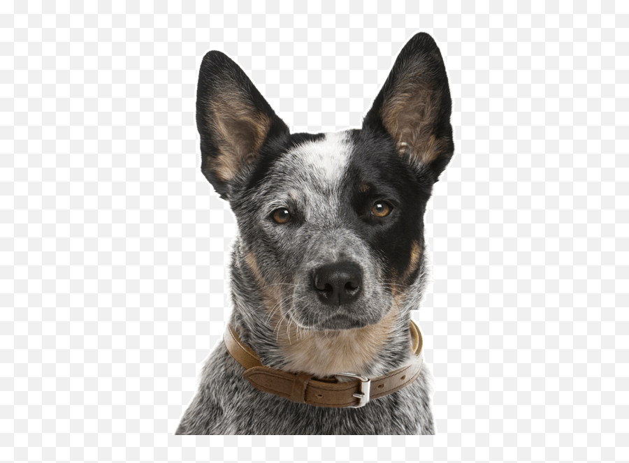 Australian Cattle Dog - Australian Cattle Dog Face Full Australian Cattle Dog Emoji,Dog Face Png