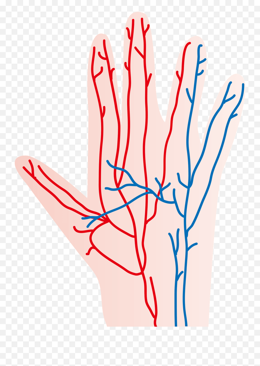 Blood Vessels In The Human Hand Clipart Free Download Emoji,Heart In Hand Clipart