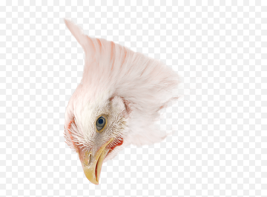 Chicken Industry Stop Boiling Birds Alive Emoji,Shackles Clipart