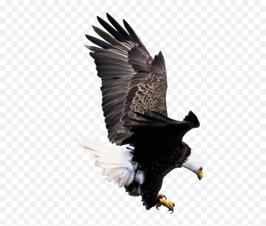 Eagle Sticker By Sai Emoji,Bald Eagle Transparent Background