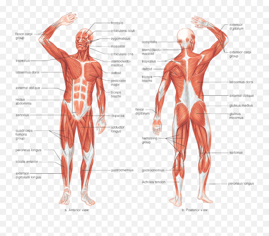 Library Of Anatomy Graphic Library Download Muscles Png - Human Muscle Diagram Emoji,Muscle Clipart
