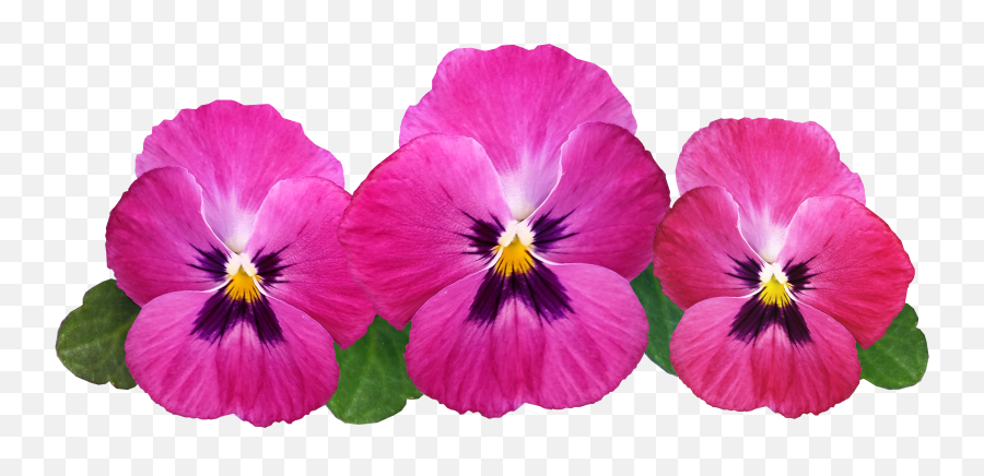 Pansies Flowers Flower Petal Flower Emoji,Flower Petal Png