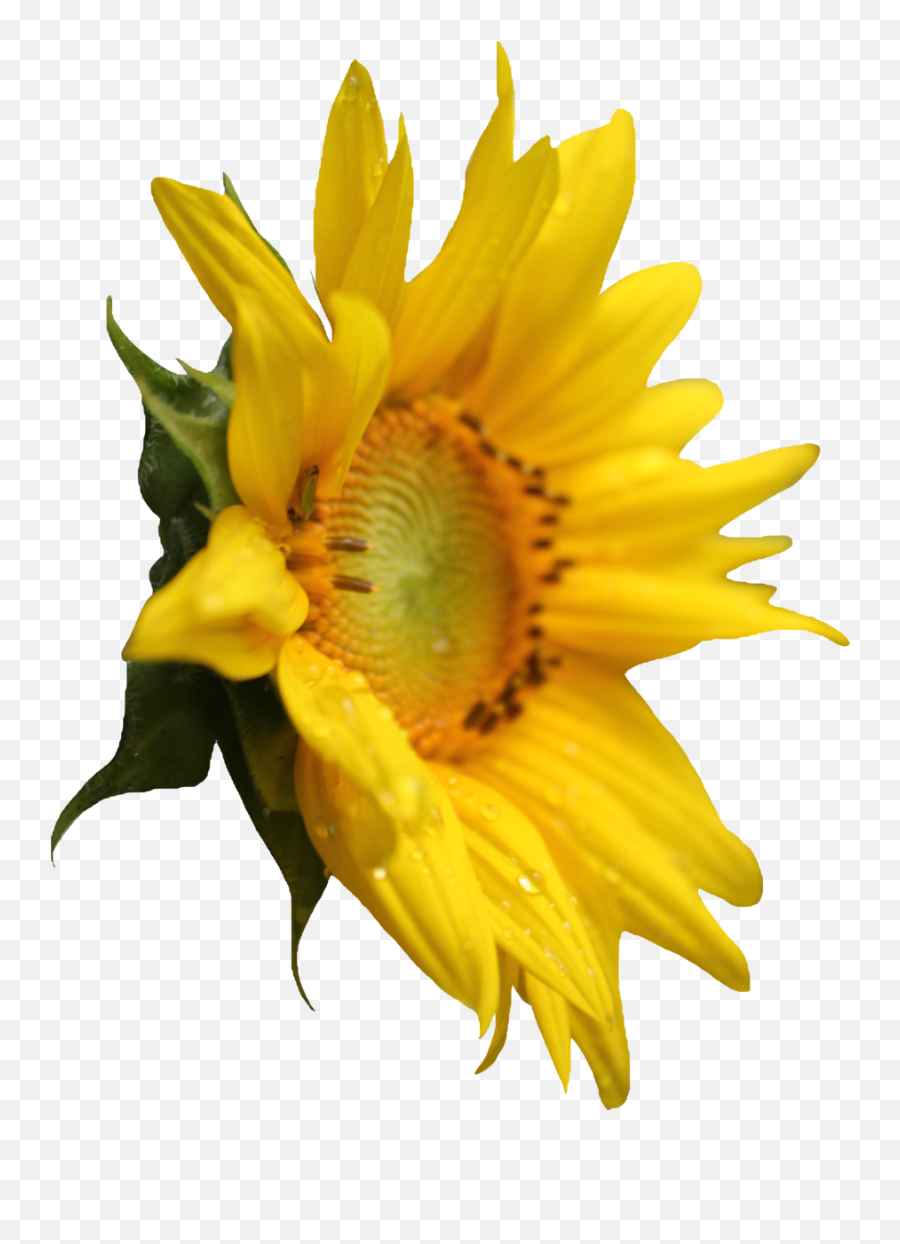 Sunflower Png Pic Background - Sunflower Side View Png Emoji,Sunflower Png