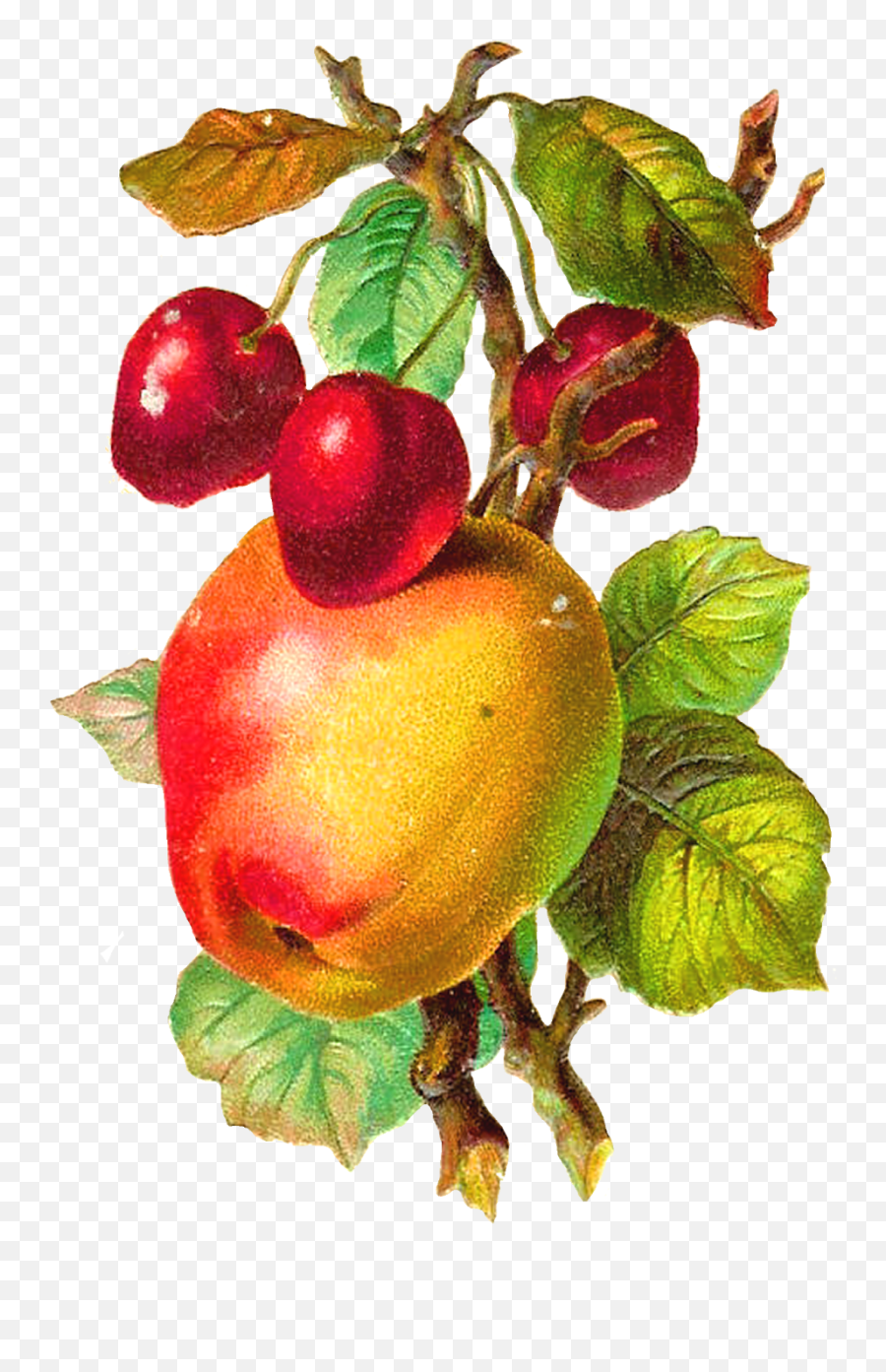 Download Hd Antique Apple Clipart - Apple Fruit Vintage Png Transparent Vintage Fruit Emoji,Apple Clipart