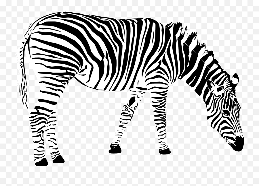 Clipart Zebra Black And White Clipart Zebra Black And White - Zebra White Background Black And White Emoji,Zebra Clipart