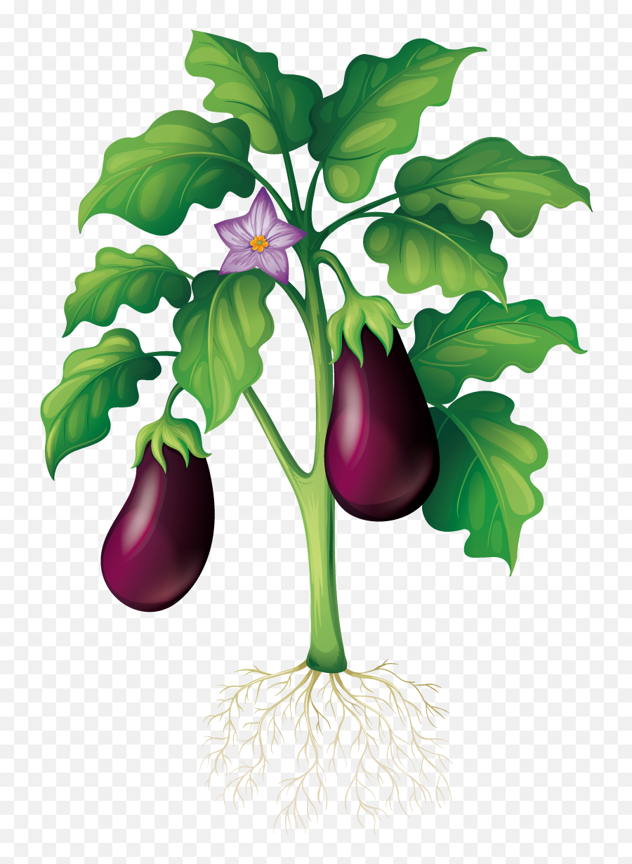 Eggplant Clipart Garden Parts Of The - Eggplant Clipart Emoji,Eggplant Clipart