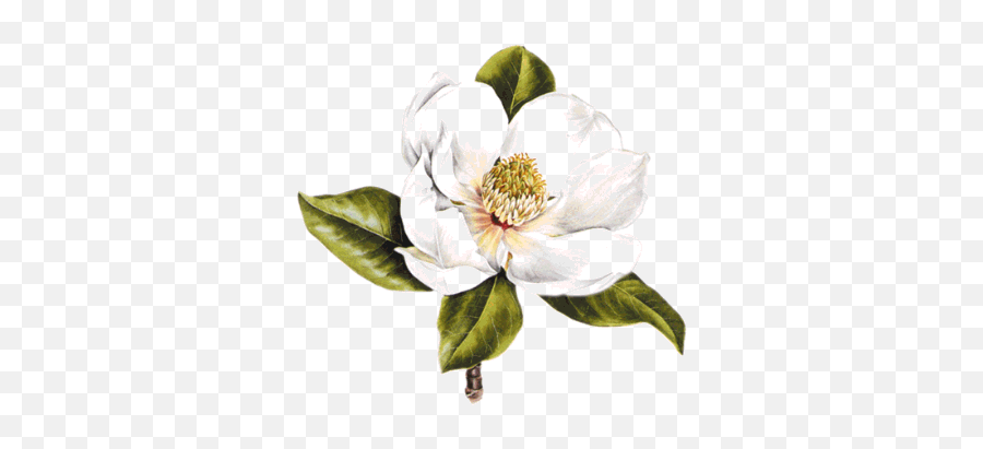 Top 97 Magnolia Flower Clipart - Best Clipart Blog Southern Magnolia Magnolia Clipart Emoji,Top Clipart