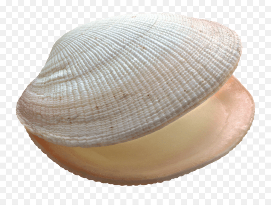 Download Free Png Shell Png Images - Clam Png Emoji,Clam Png