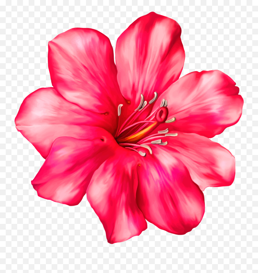 Flower Clip Transparent Stock Realistic - Pink Tropical Flower Transparent Background Emoji,Flower Clipart
