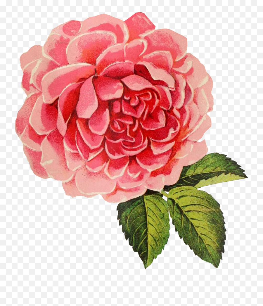 Vintage Cabbage Rose Graphic - Vintage Rose Transparent Free Vector Vintage Rose Emoji,Rose Transparent Background