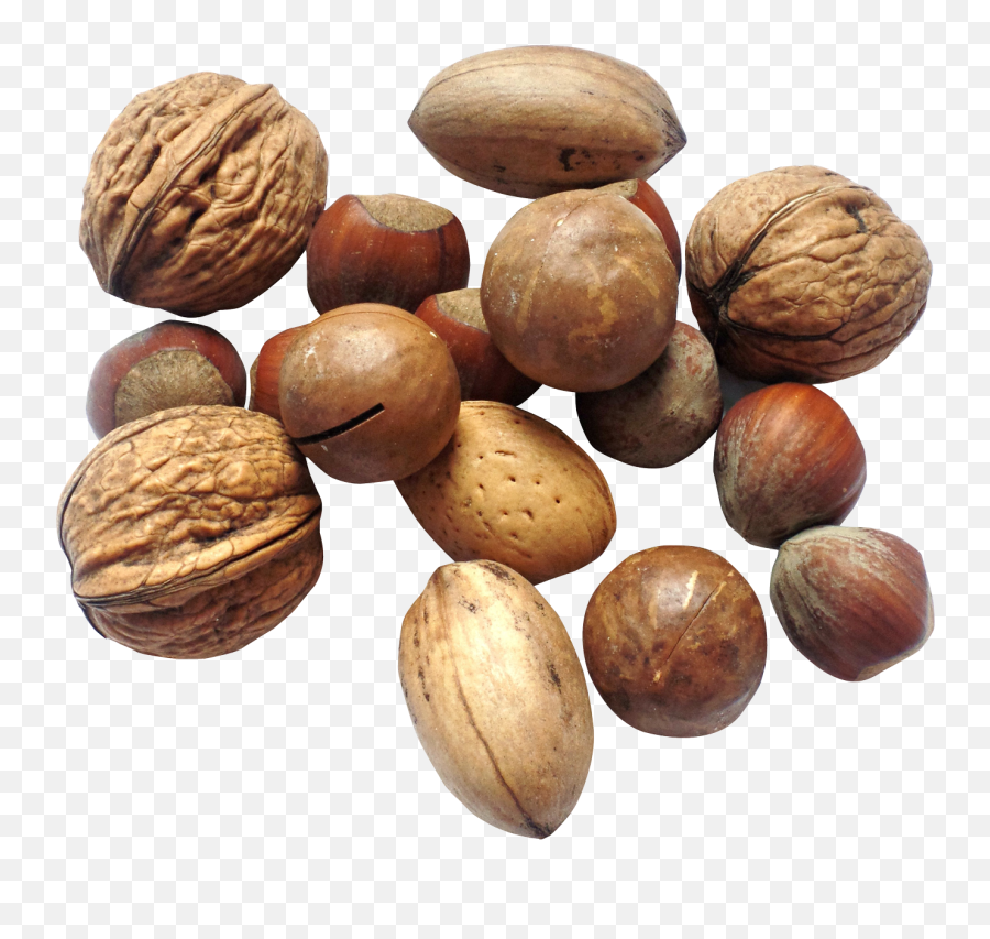 Download Nut Png Image For Free - Tree Nuts Transparent Emoji,Nut Png