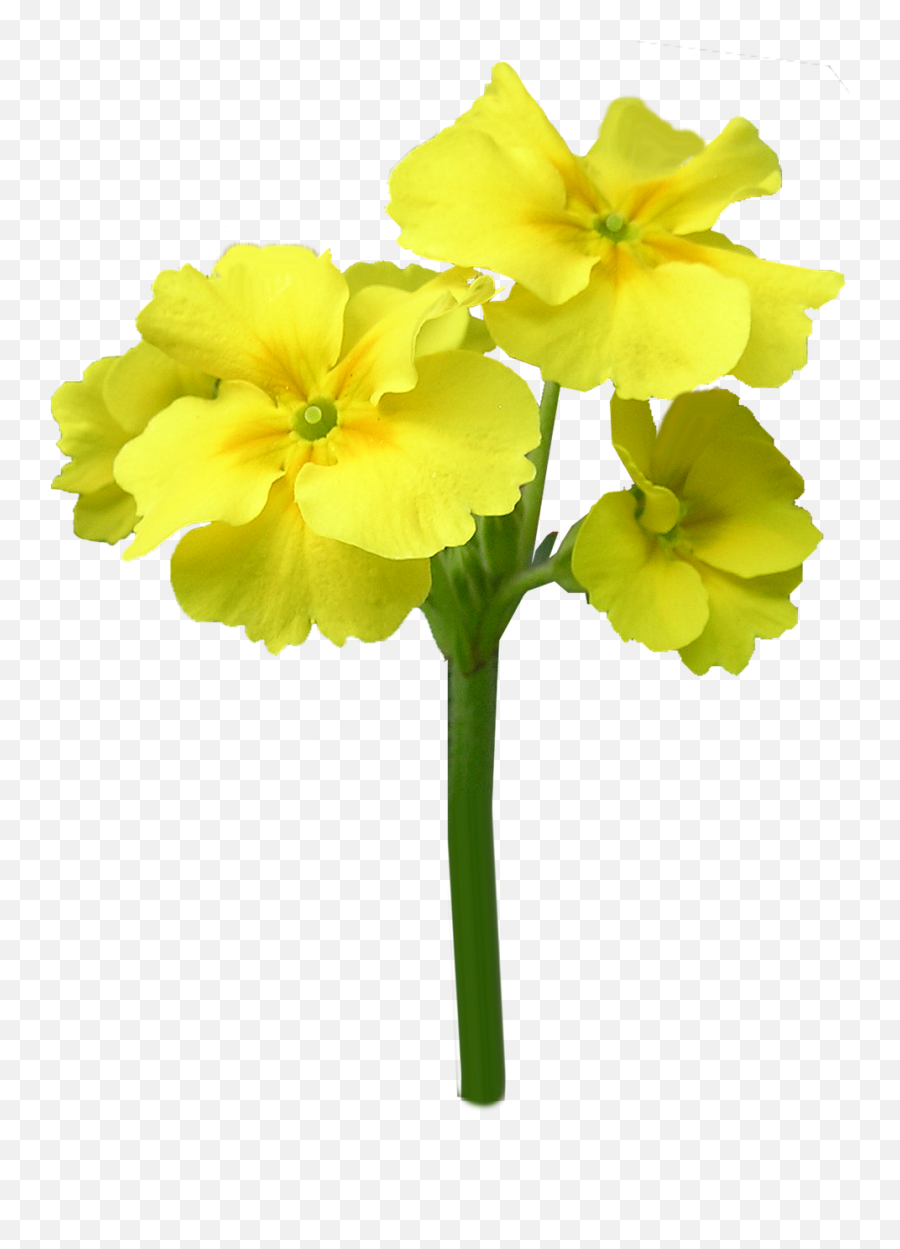 Primrose Yellow Flower - Primrose Flower Stem Emoji,Yellow Flower Transparent