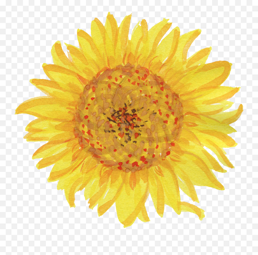 Watercolor Sunflower Png - Common Sunflower Emoji,Sunflower Png