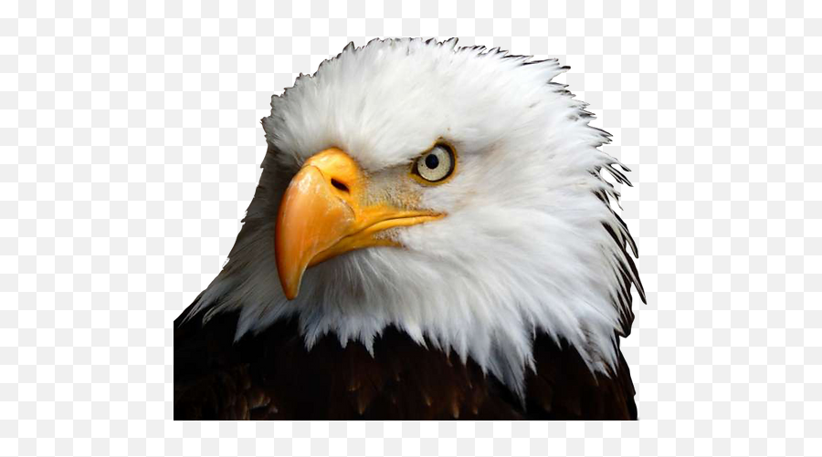 Home Iron Eagle Ent Emoji,Bald Eagle Transparent Background