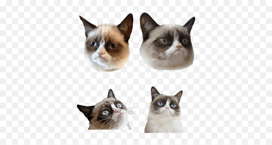 Memes Transparent Png Images - Stickpng Cat Head Png Emoji,Memes Png