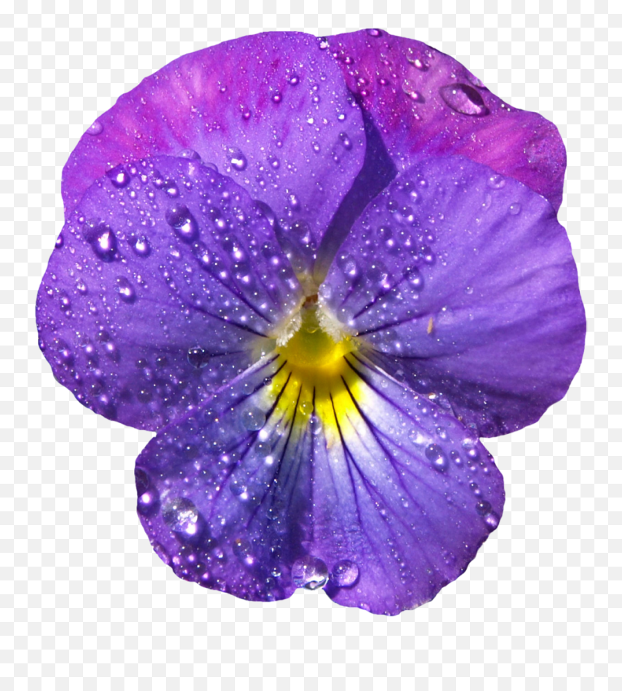 Violet Flower With Dew Png Clipart - Violet Png Transparent Emoji,Purple Flower Clipart
