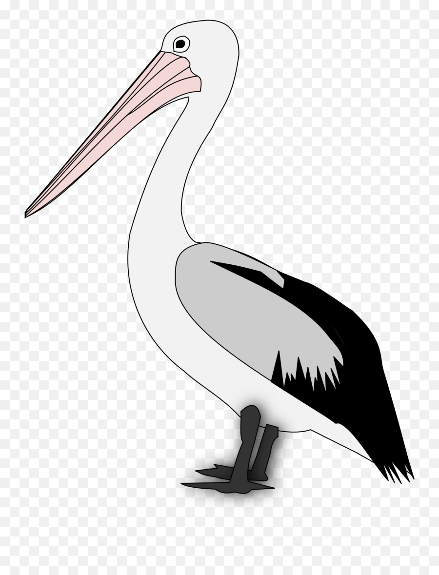 Pelican Bird Clipart Free Image Download - Pelican Png Clipart Emoji,Pelican Clipart