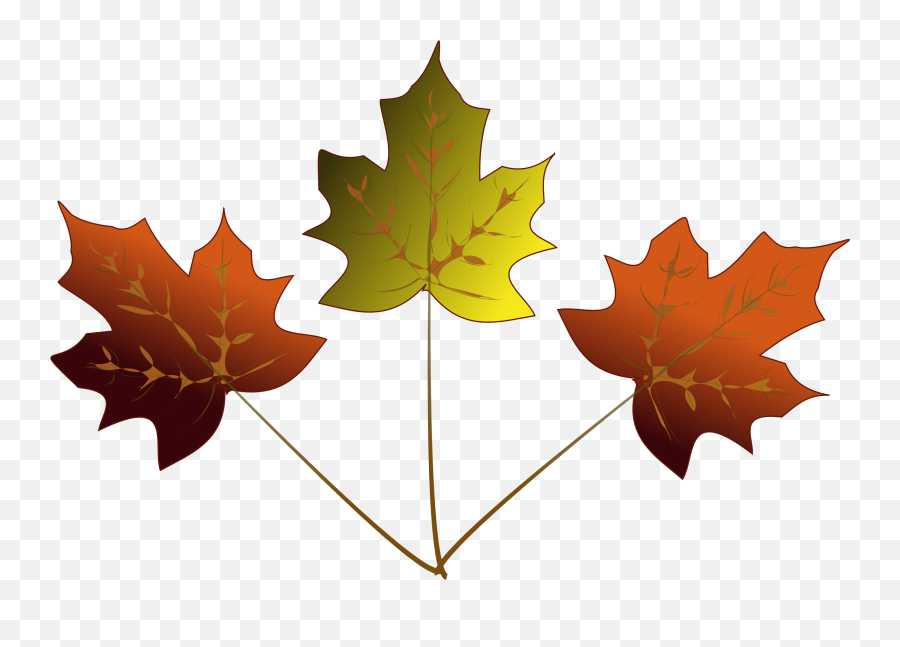 Maple Leaf Drawing - 3 Maple Leaf Clipart Emoji,Maple Leaf Clipart
