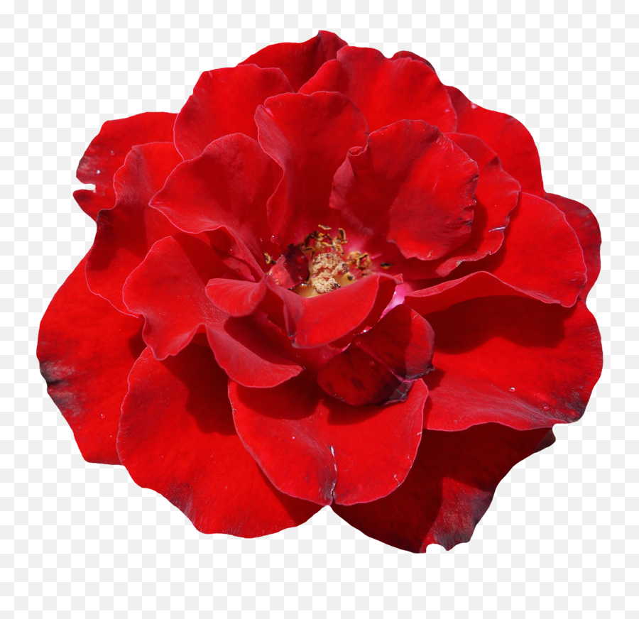 Red Rose - Transparent Background Red Flower Png Hd Png Floribunda Emoji,Rose Transparent Background