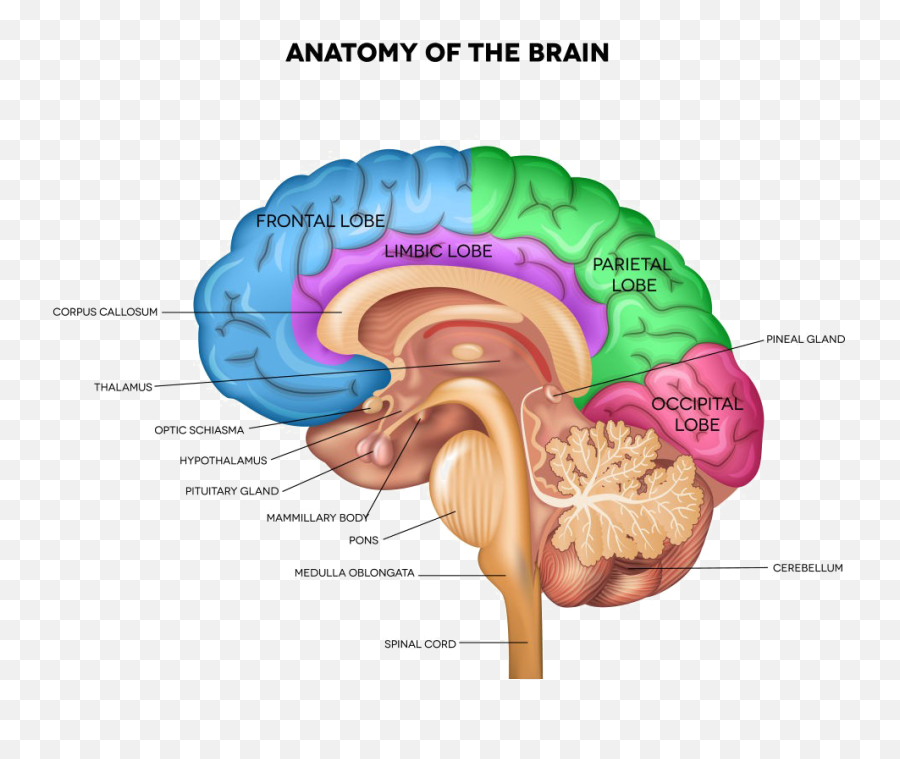 Download Brain Png Pic - Brain Labeled Emoji,Brain Png