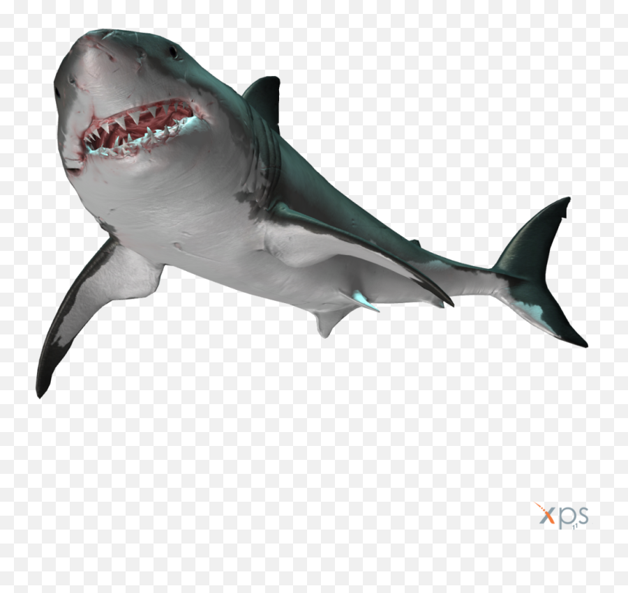 Download Hd Great White Shark Transparent Png Image - Great White Shark Png Emoji,Shark Transparent