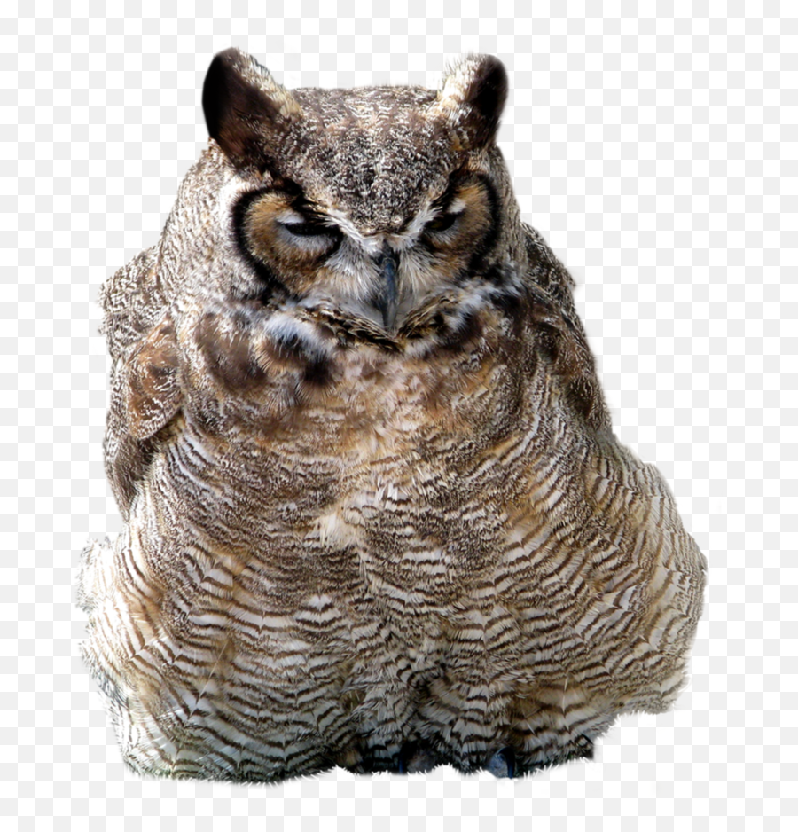 Download Owl Png Download Png Image With Transparent - Owls Emoji,Owl Transparent Background
